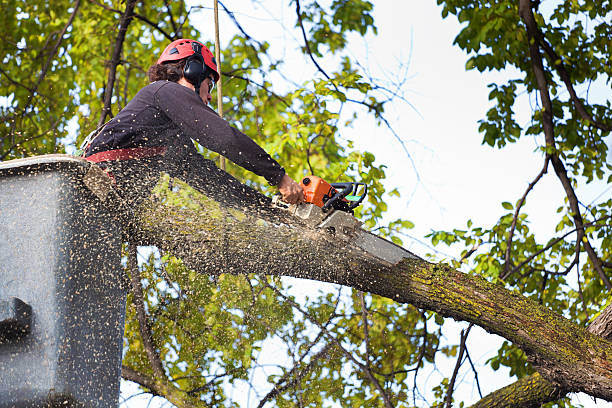 How Our Tree Care Process Works  in  Loretto, PA